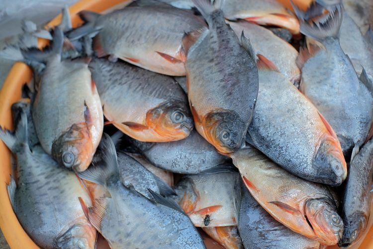 Ikan bawal makanan nutrisi sehat