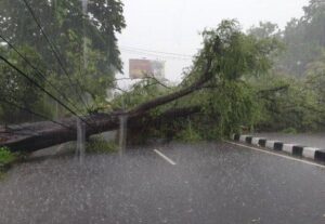 Potret pohon tumbang akibat hujan deras disertai angin kencang