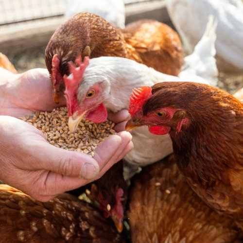 harga ayam dan telur