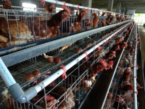 harga ayam dan telur