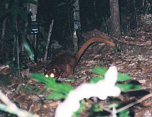 misteri hutan kalimantan