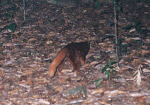 misteri hutan kalimantan