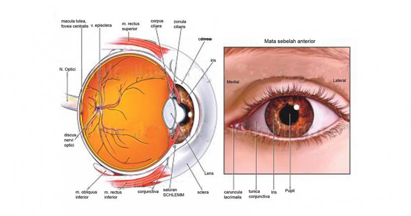 Tips Merawat Kesehatan Mata
