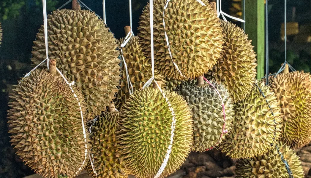 Cara Memilih Durian