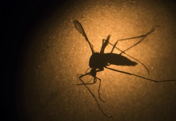 apakah nyamuk wolbachia