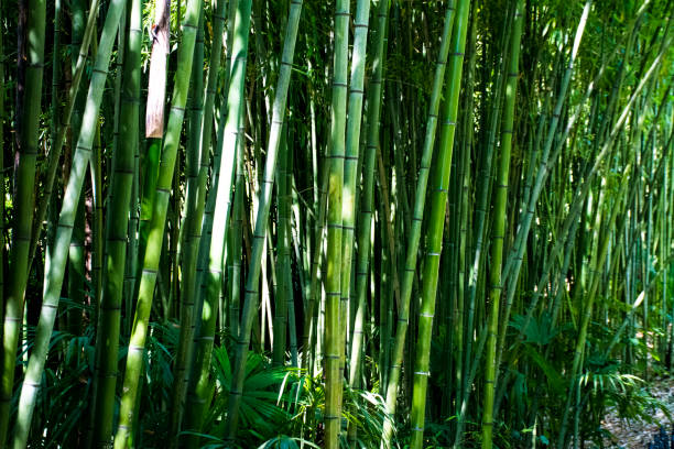 pohon bambu tak