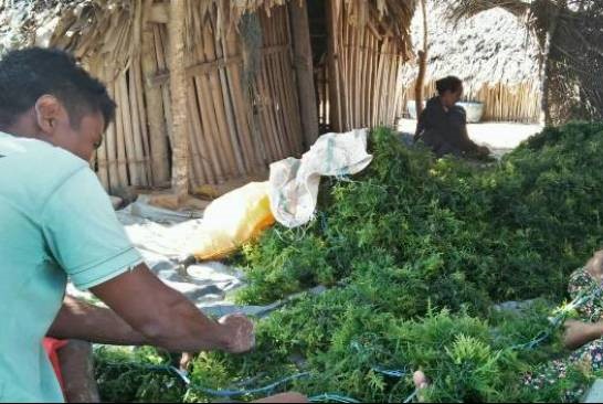 Rumput Laut banyak manfaat untuk Kesehatan