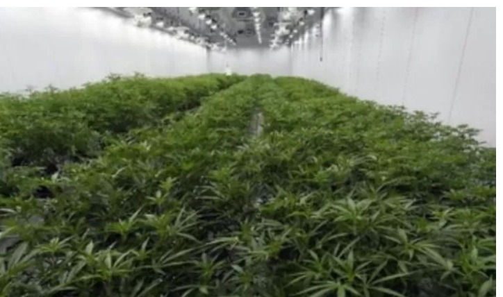 Ternyata Anak Kembar Ukraina Memiliki Kebun Ganja di Canggu Badung