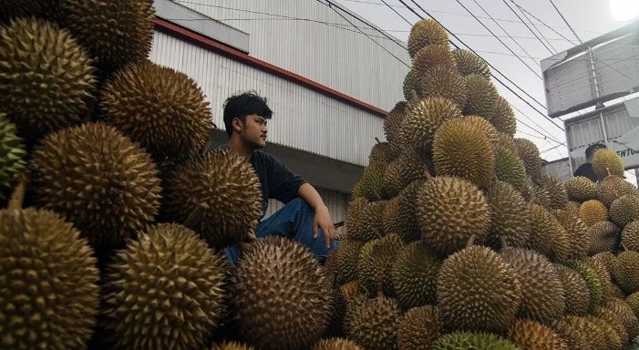 Peluang Eksport Durian Terbuka Lebar ,Ini Kata Dirjen ?