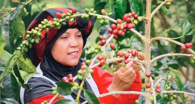 Inilah Alasan Mengapa Kopi Indonesia Jadi Populer, Disukai warga Dunia !