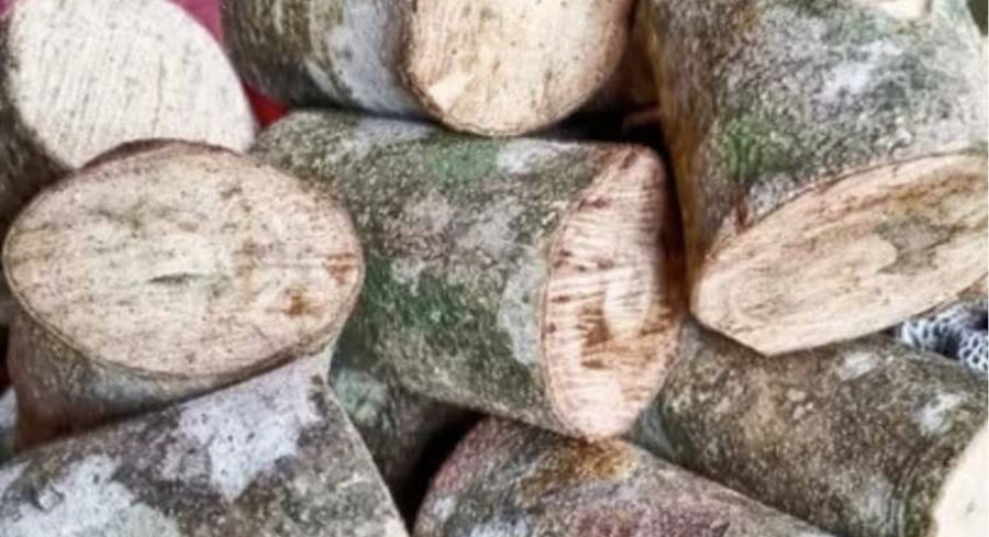 Harta Karun Terpendam RI , Kayu Ular Jadi Buruan Dunia